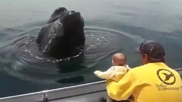 Adorable Moment Whale Plays Peek-A-Boo With Little Girl 