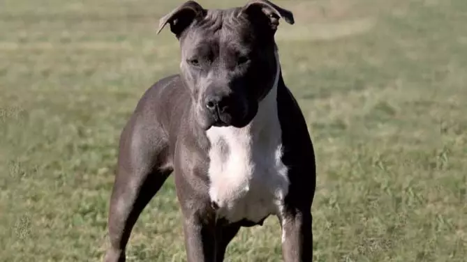 Aussies Hit Back At Calls To Ban American Staffies And Say The Breed Is Beautiful
