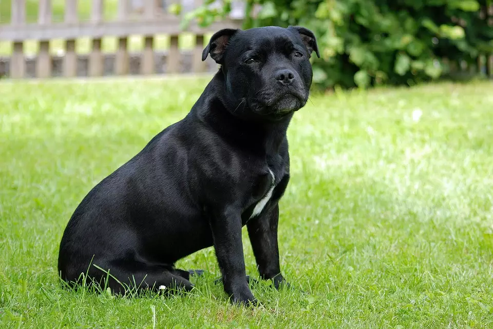 The Staffy is the UK's favourite breed. (