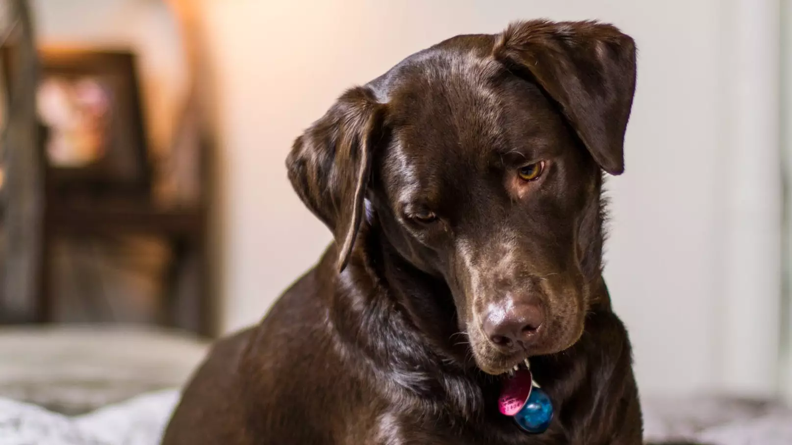 Dogs Officially Go Through ‘Moody Teenage Phase’ During Puberty 