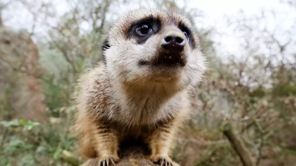 Boy Receives Death Threats After Accidentally Killing Meerkat At Hungarian Zoo