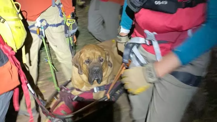 Massive Dog Has To Be Rescued From Top Of Mountain After Getting Too Tired To Walk Down