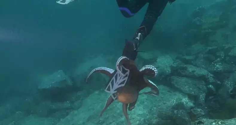 The octopus tried attaching itself to the diver's foot.