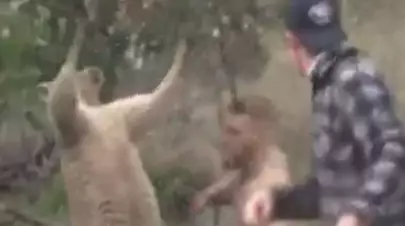 Some Guy Has Edited Conor McGregor Into 'That' Kangaroo Fight