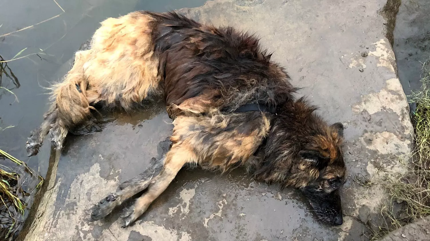 Woman Avoids Jail After Pleading Guilty To Trying To Drown Dog With Rock
