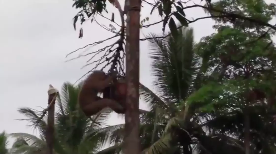 PETA found that monkeys were used to pick coconuts from a tree in Thailand (