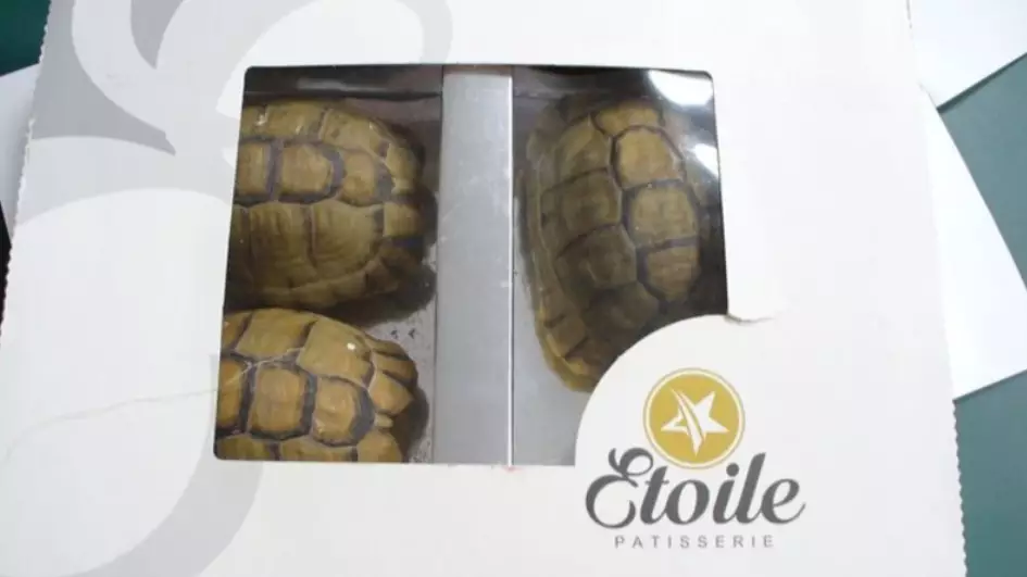 A man in Germany was caught trying to smuggle in tortoises disguised as pastries.