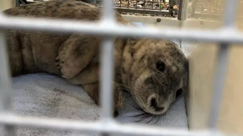 Injured Seal Pup Dies After People Scare It Back Into The Sea To Take Photos With It