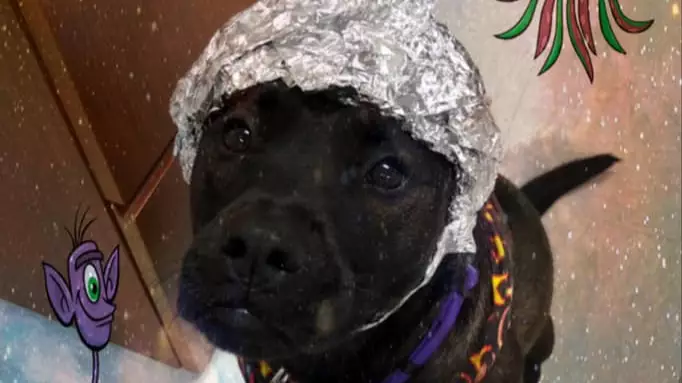 Animal Rescue Centre Want You To Raid Their Shelter - Not Area 51