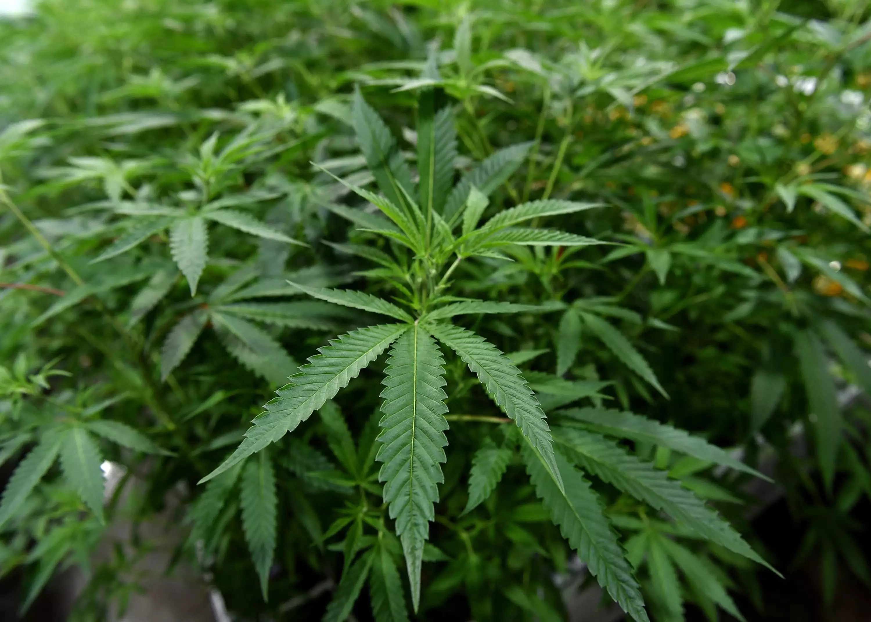 Cops seized over $1bn of marijuana in huge drug operation.