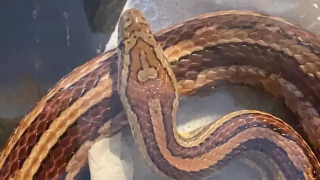 Family Name Snake 'D**khead' Because Of Its Unique Markings
