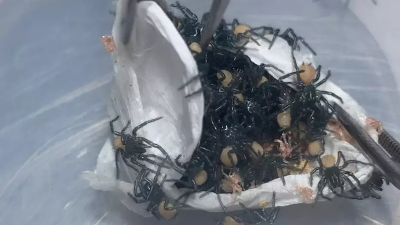Australian Reptile Park Breaks Open Egg Sac And Finds Hundreds Of Baby Funnel Web Spiders
