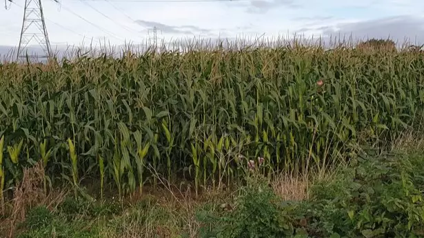 Police Searching For Man Spotted Running Naked Through Cornfields
