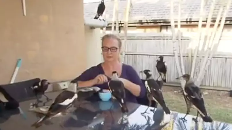 Aussie Woman Thoroughly Enjoys Having 50 Magpies In Her Backyard Every Day