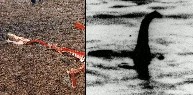 People Thought The Loch Ness Monster Was Found Dead, But All Is Not What It Seems