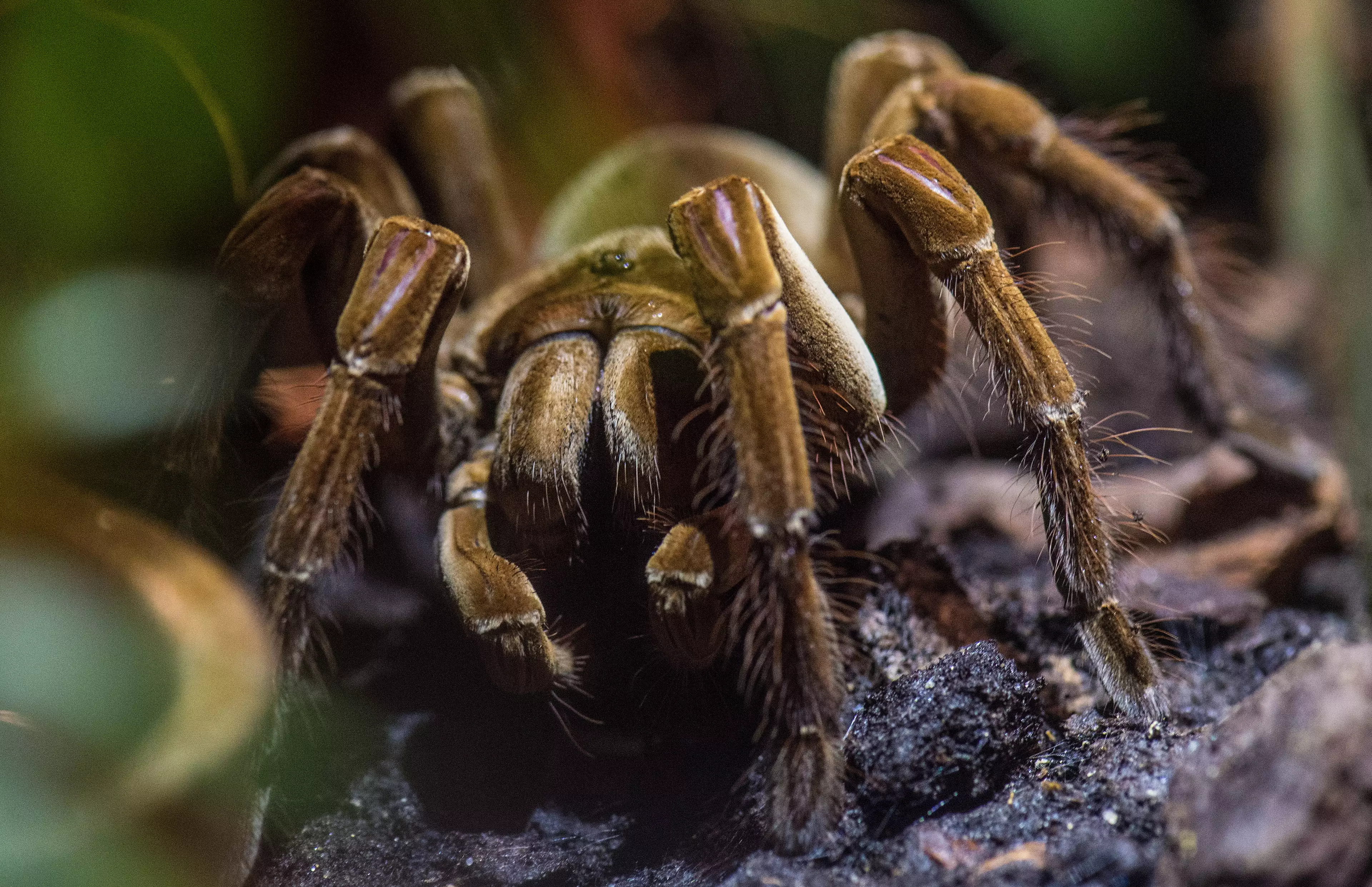 Venomous Tarantulas Could Be On The Loose In The Derbyshire Countryside