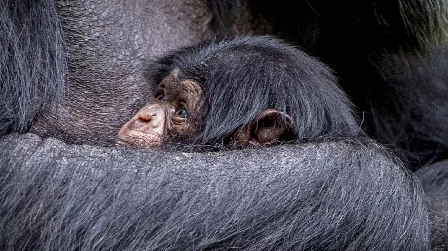 Critically Endangered Chimpanzee Born At UK Zoo