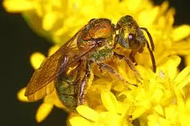 Sweat bees feed off human perspiration.
