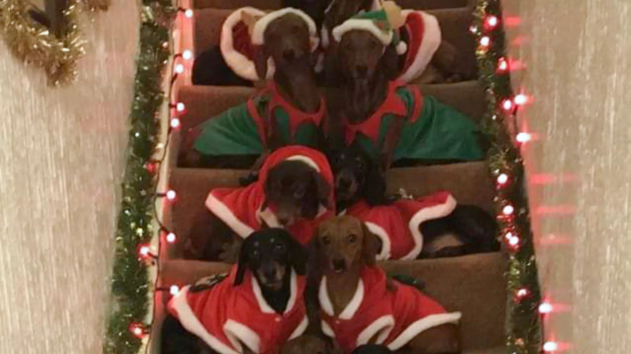 Proud Owner Gathers His 17 Sausage Dogs For Ultimate Christmas Photo