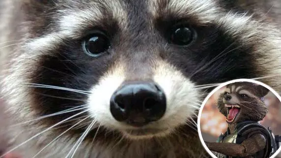 Oreo The Raccoon Who Inspired Guardians Of The Galaxy Character Has Died