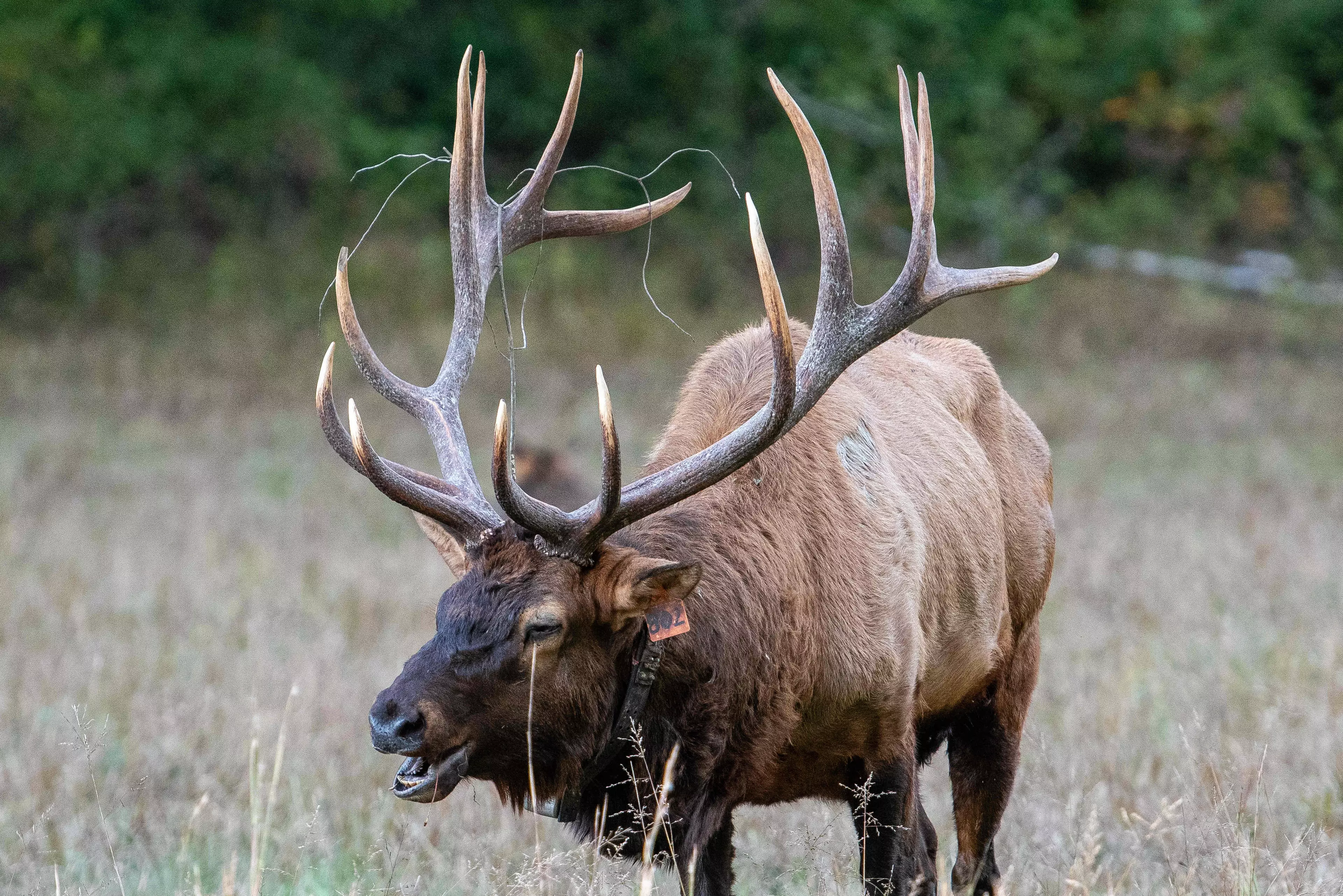 Stock image of elk bull.