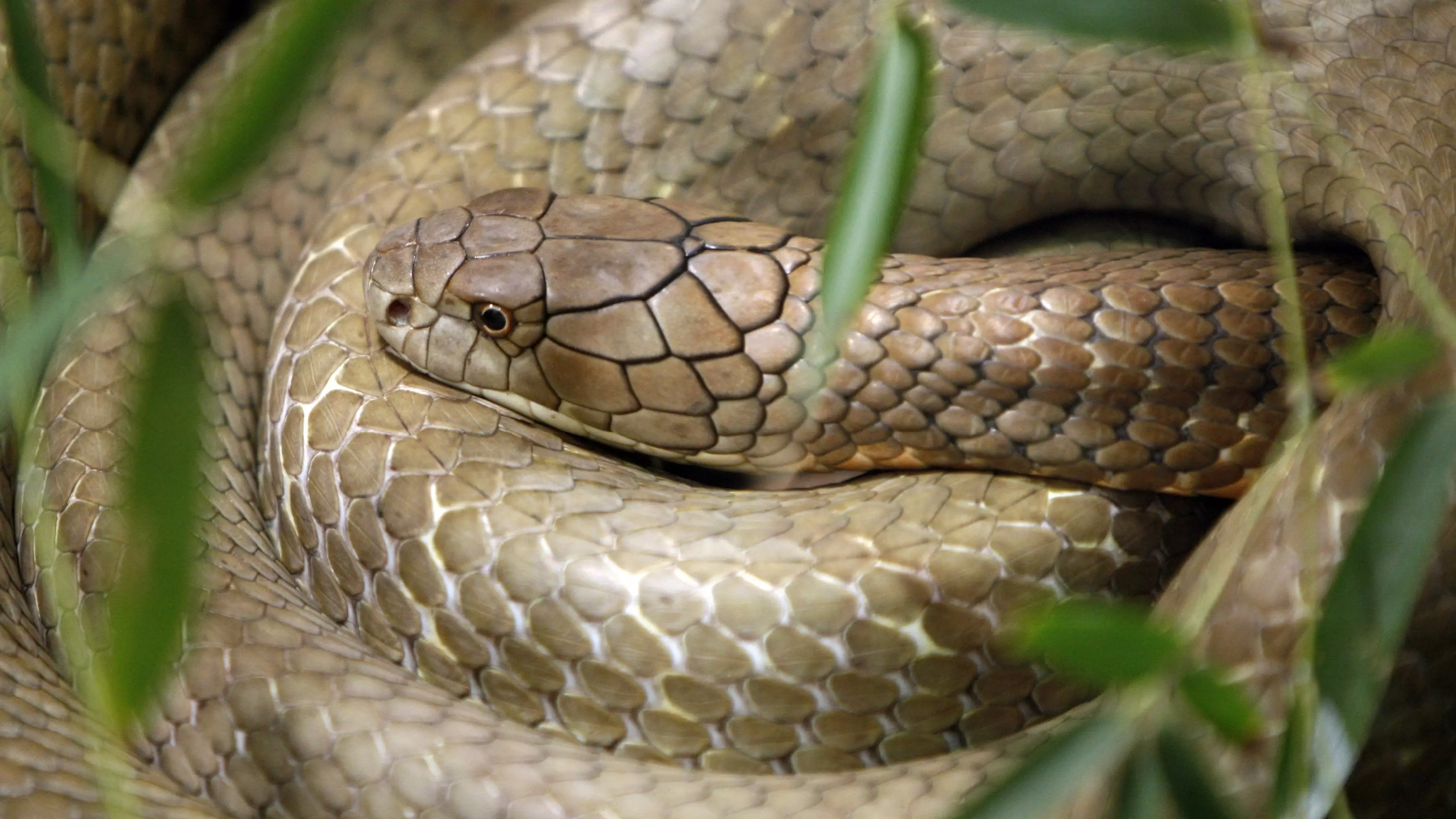 Humans Could Become Venomous In The Future, Study Claims 