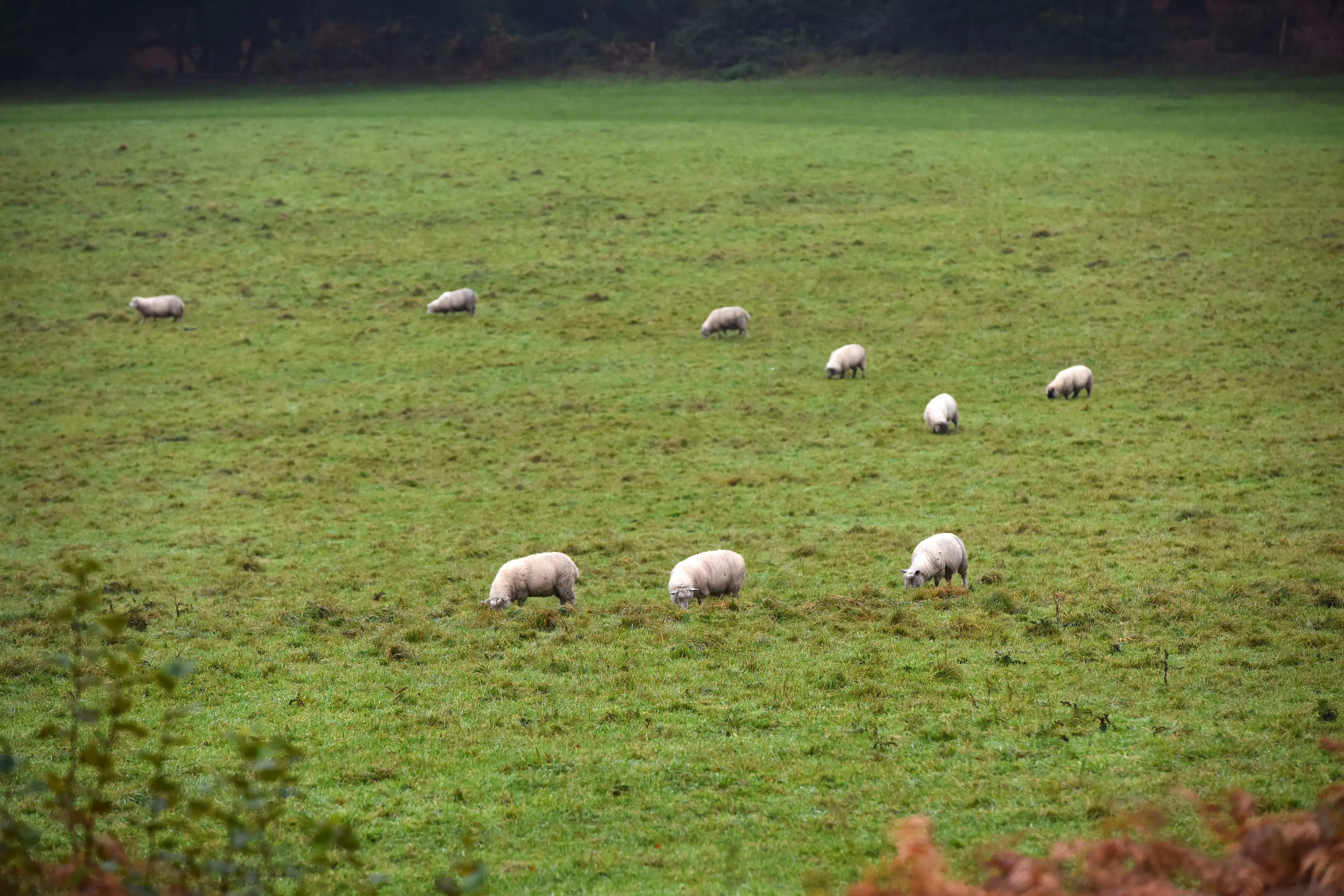 The sheep were found in fields.