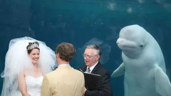 Beluga Whale Wedding Crasher Gets The Photoshop Treatment