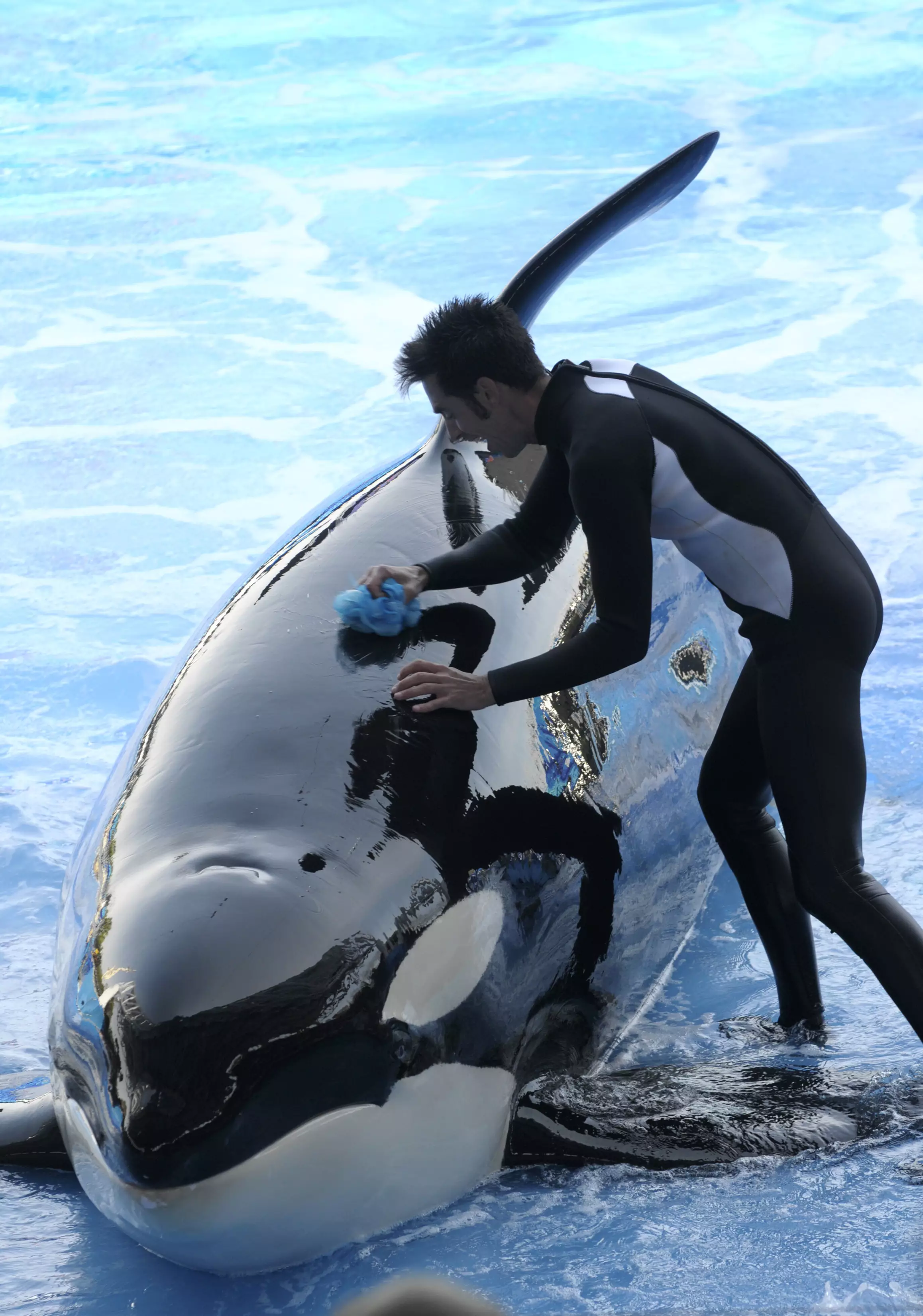 A killer whale died at SeaWorld Orlando in January.