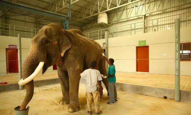 He is the first elephant to be treated at India's very first elephant hospital.