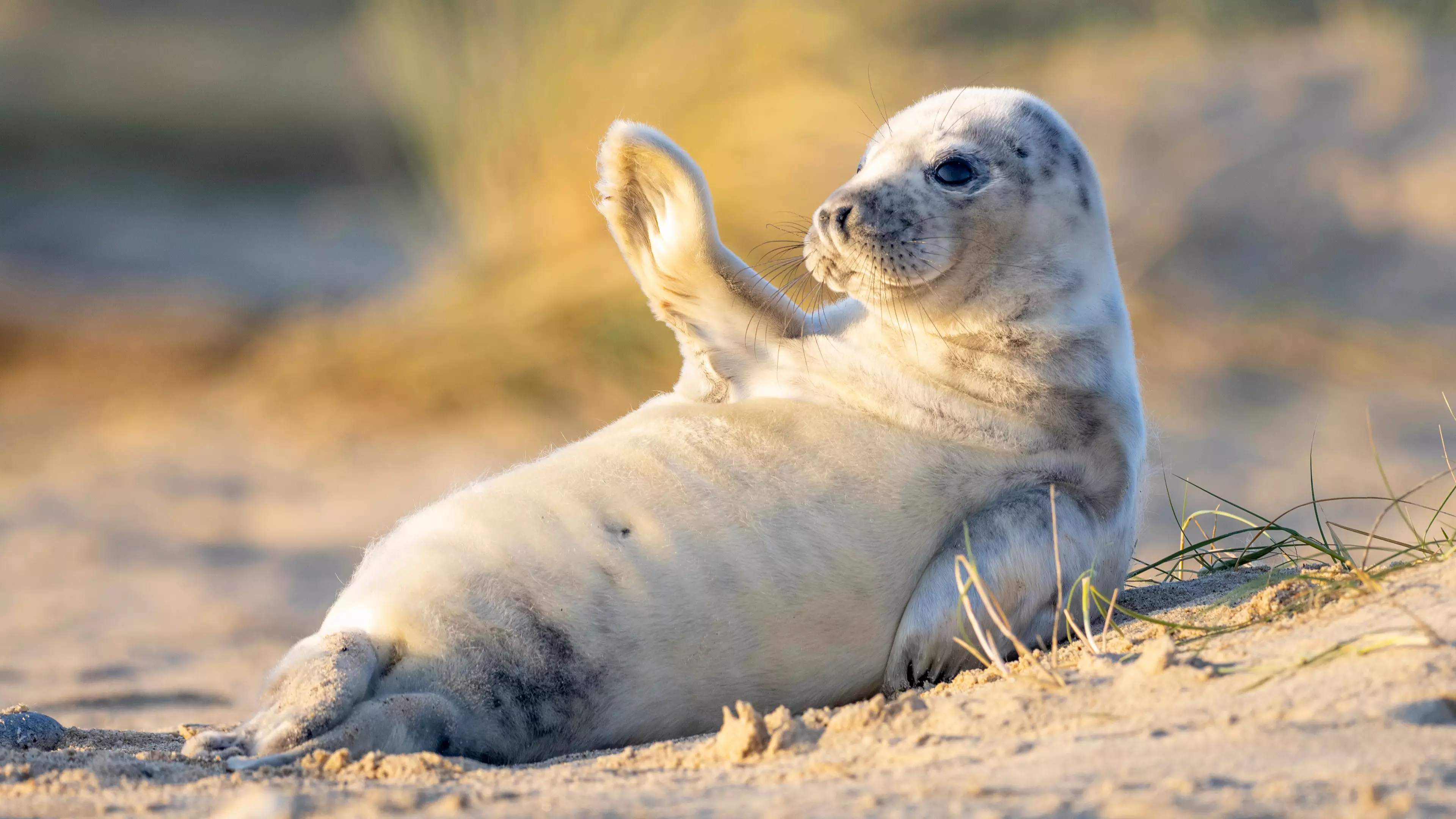 Photographer Captures Perfect Moment Seal Pup Seems To Wave At Camera 