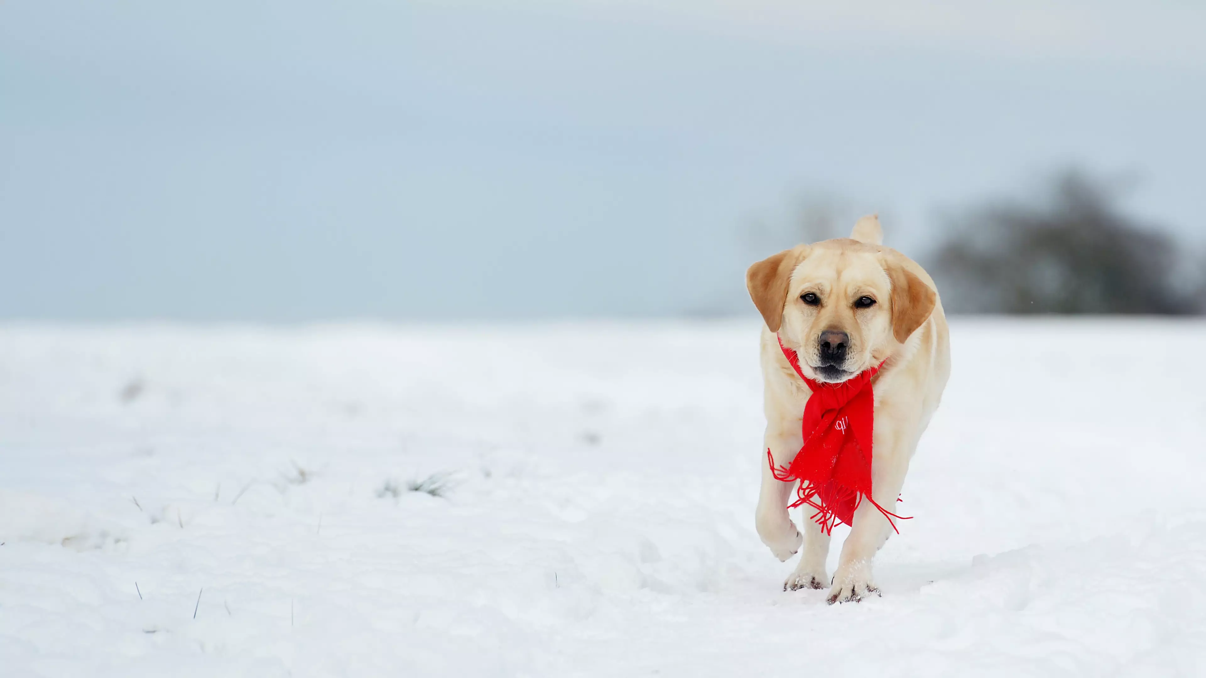 ​Dog Owners Warned To Take Care With Pets In The Cold Weather And Snow