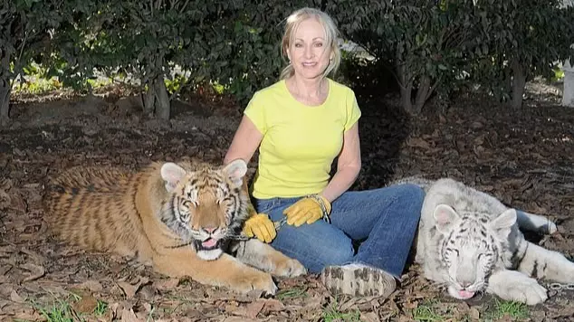 Wildlife Conservationist Mauled By Two Tigers While Playing With Them