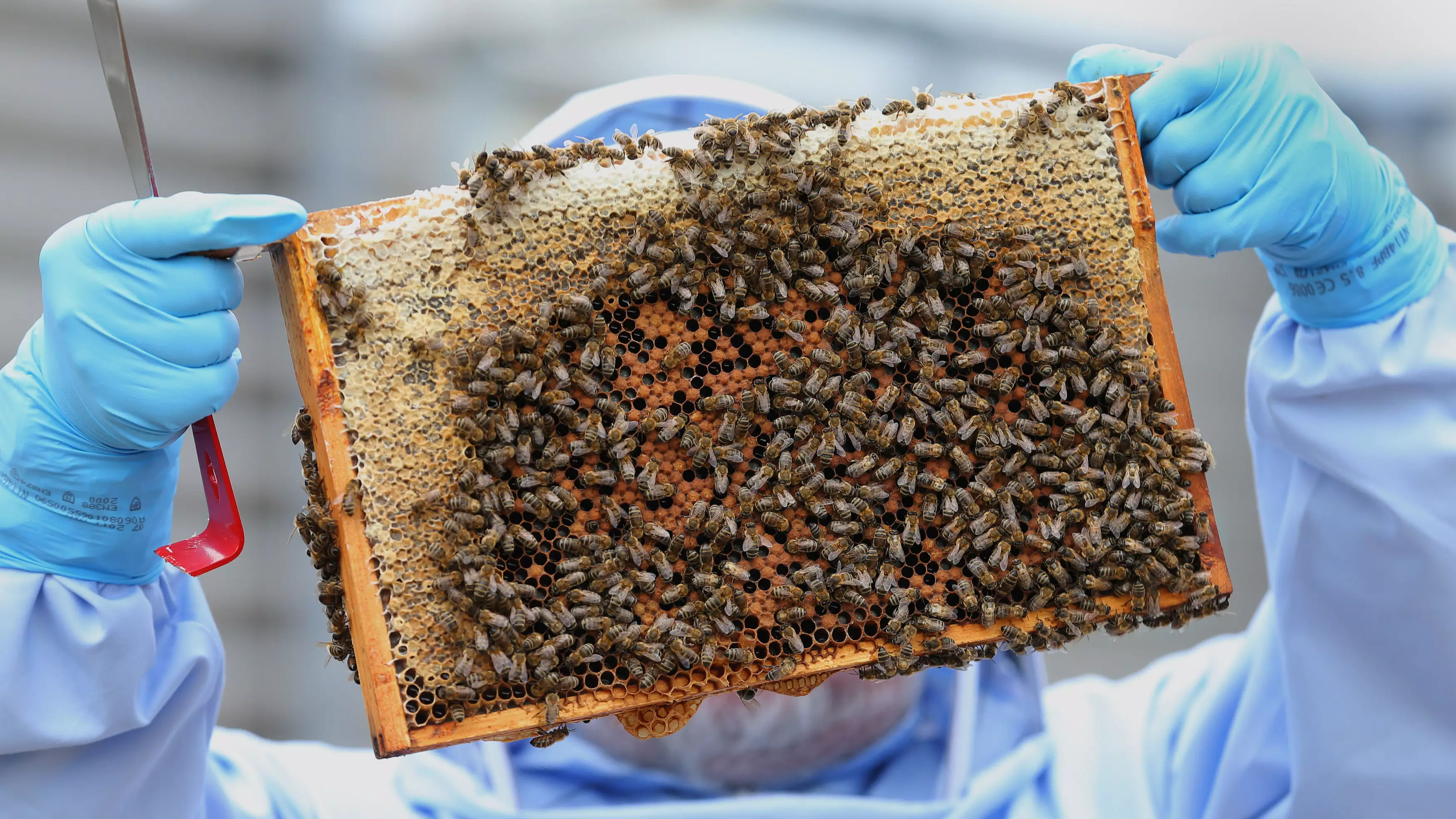 Two Boys Could Face 10 Years Behind Bars For Allegedly Killing Half A Million Bees