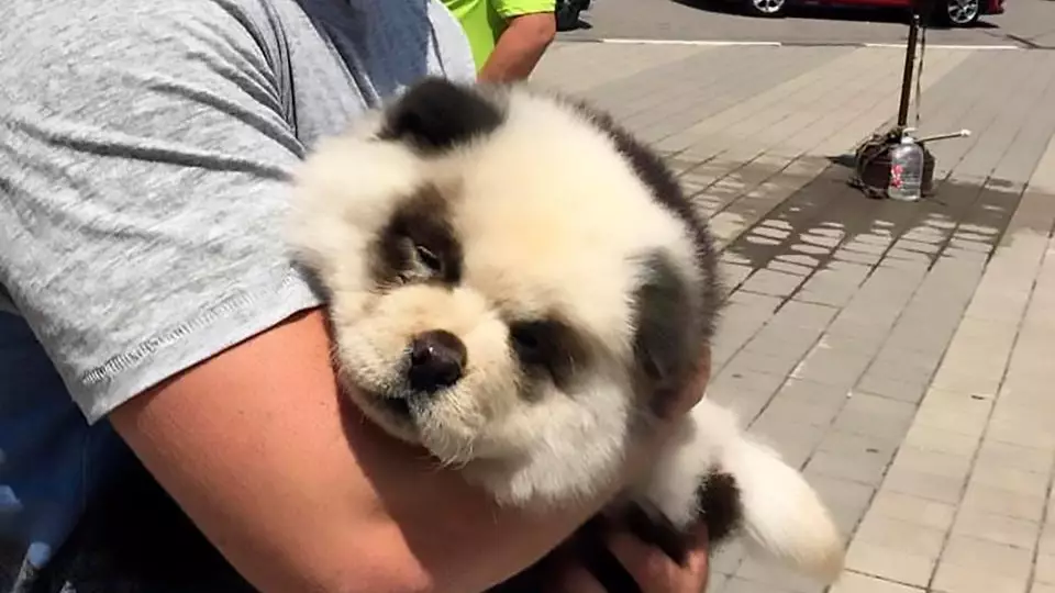 Russian Couple Scam Tourists With Dog Coloured To Look Like Panda Cub 