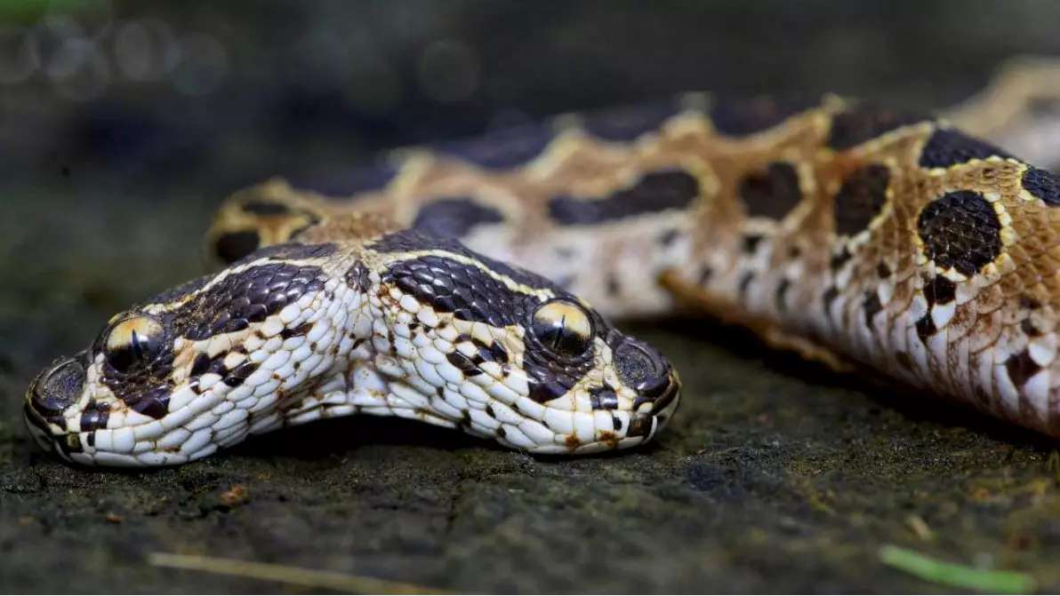 Rare And Deadly Two-Headed Snake Found In India 