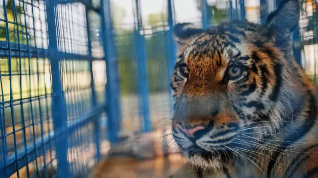 Tinder Tells Users To Remove All 'Tiger Selfies' Amid Pressure From PETA