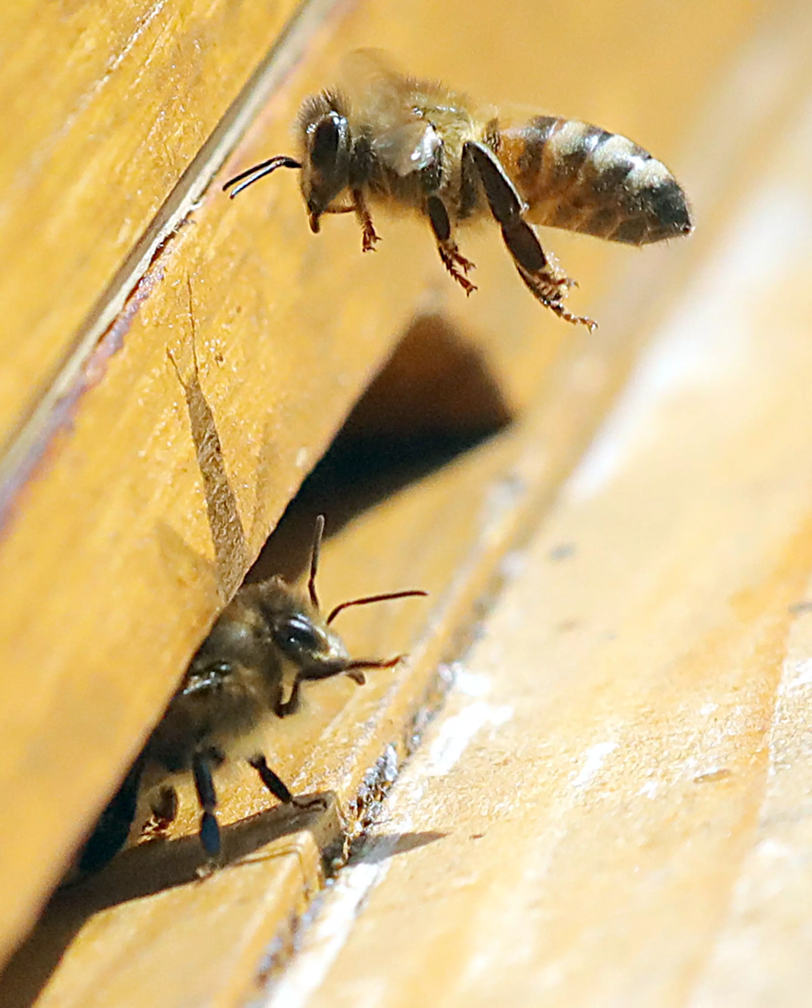 Asian Hornets pose a threat to the UK's Honeybees.