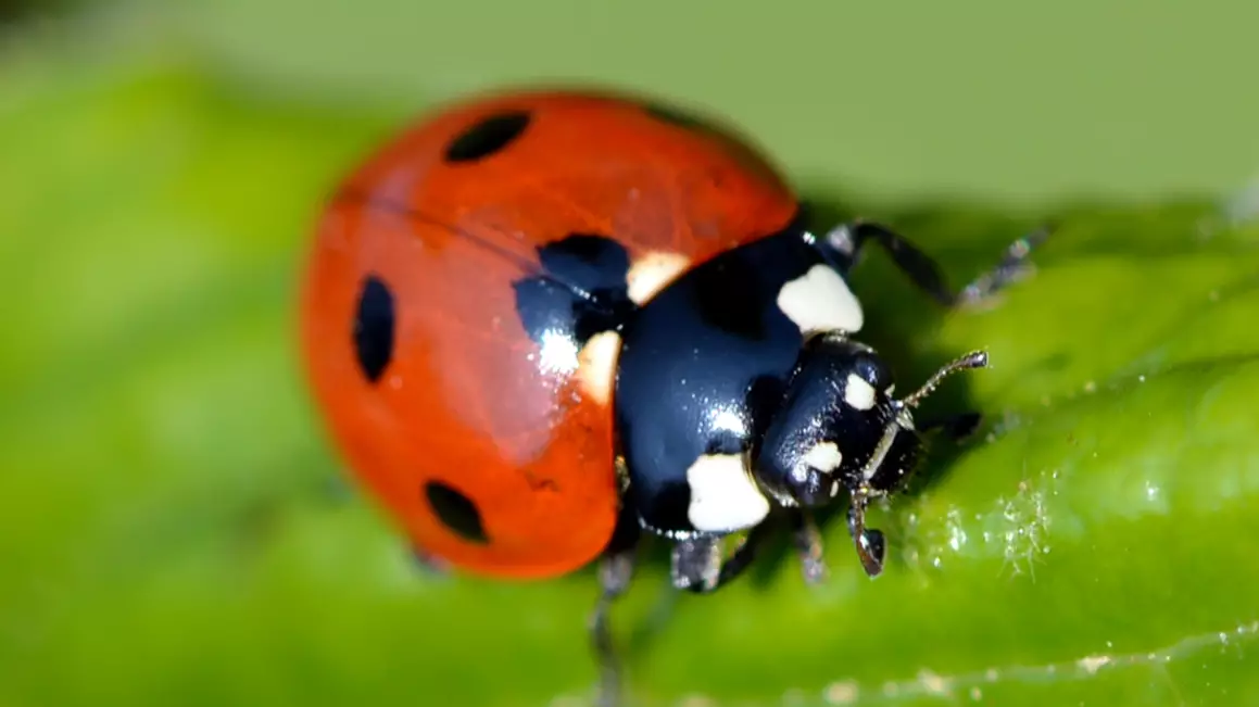​Millions Of Ladybirds With STDs Due To Hit UK