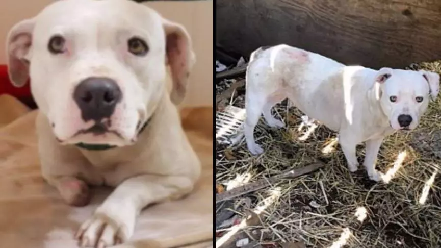 Dog Chews Off Paw To Escape Being Chained Under House For Five Years