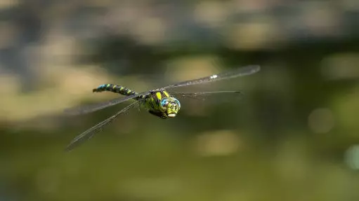 Female Dragonflies Fake Their Own Death To Avoid Males