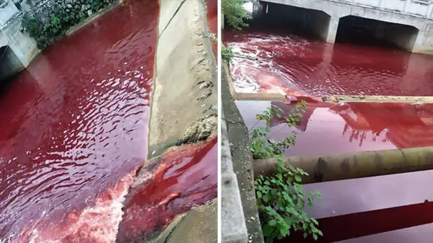 Chinese River Runs Red With Blood After Slaughterhouse Suffers Leak 