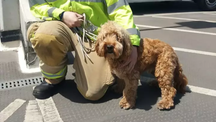 Firefighters Save Dog Trapped In Boiling Hot Car During Heatwave