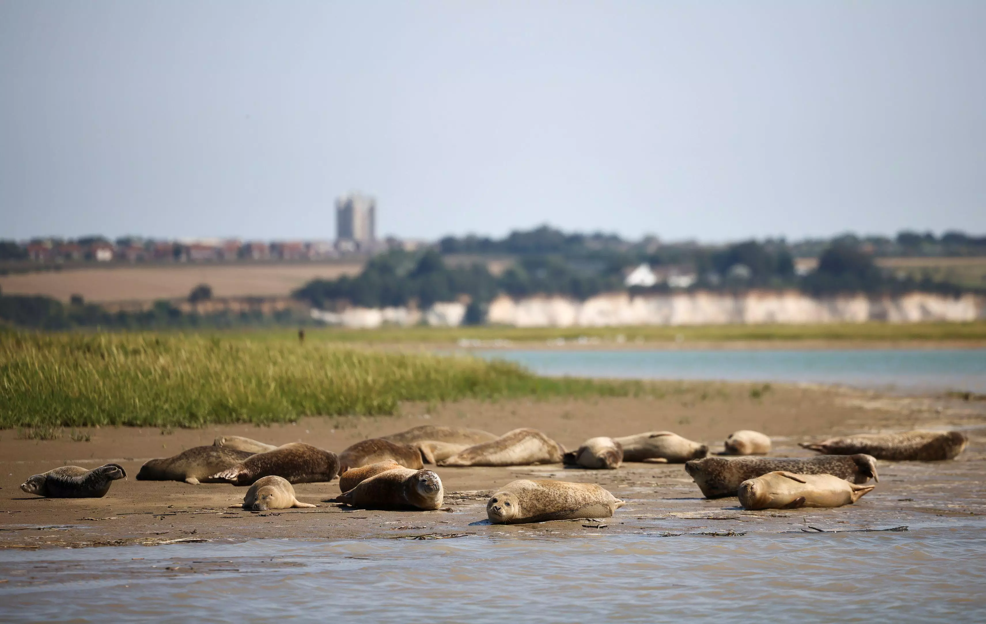 Seals in Pegwell Bay, ahead of the Annual Thames seal survey.