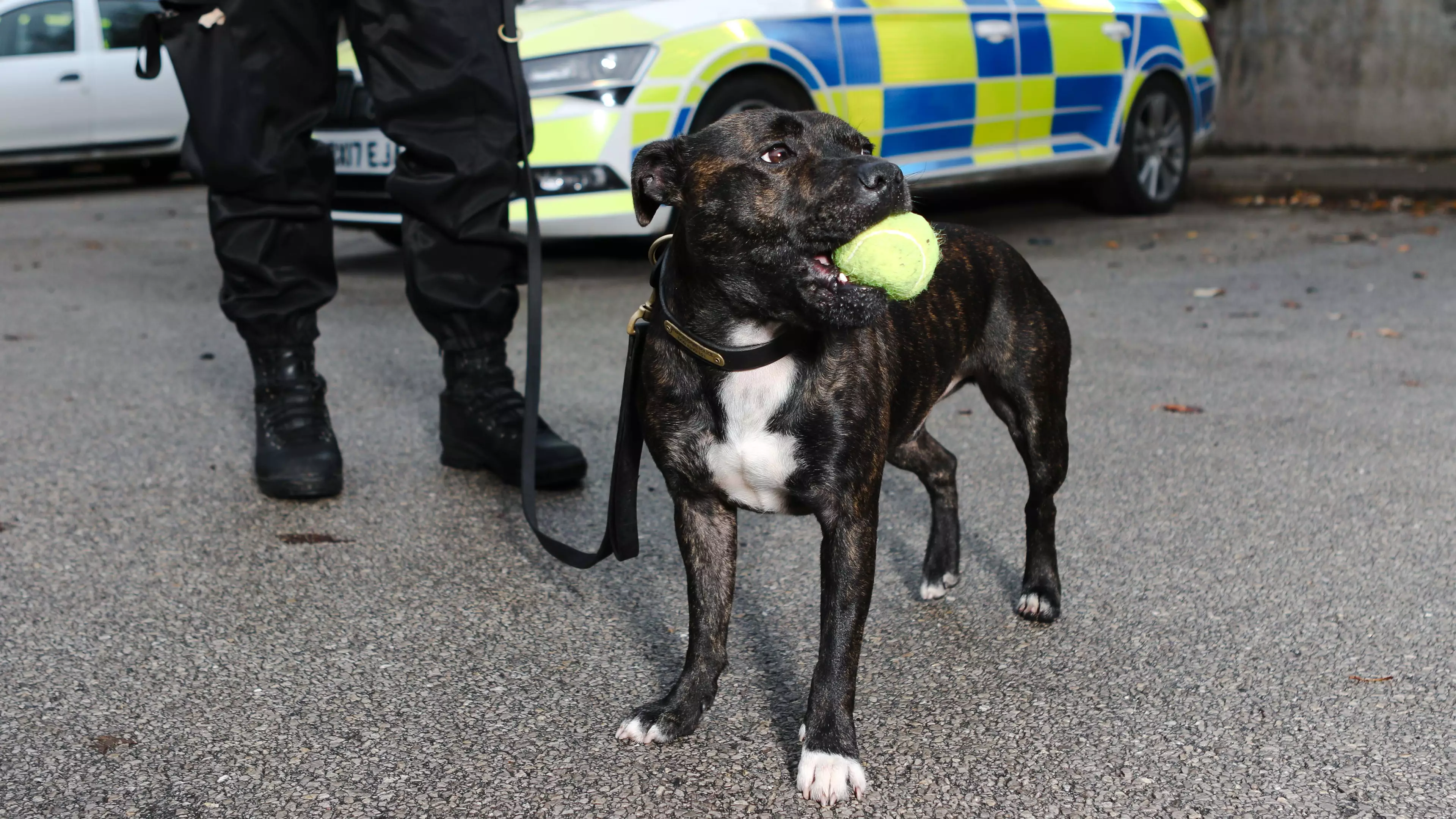 Staffy Rescue Dog Becomes One Of The First Of Its Breed To Join UK Police Force