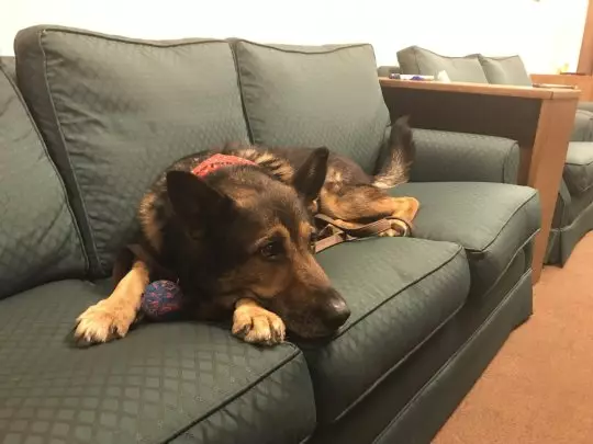 Finn made a recovery and his story has changed the future of other police animals.