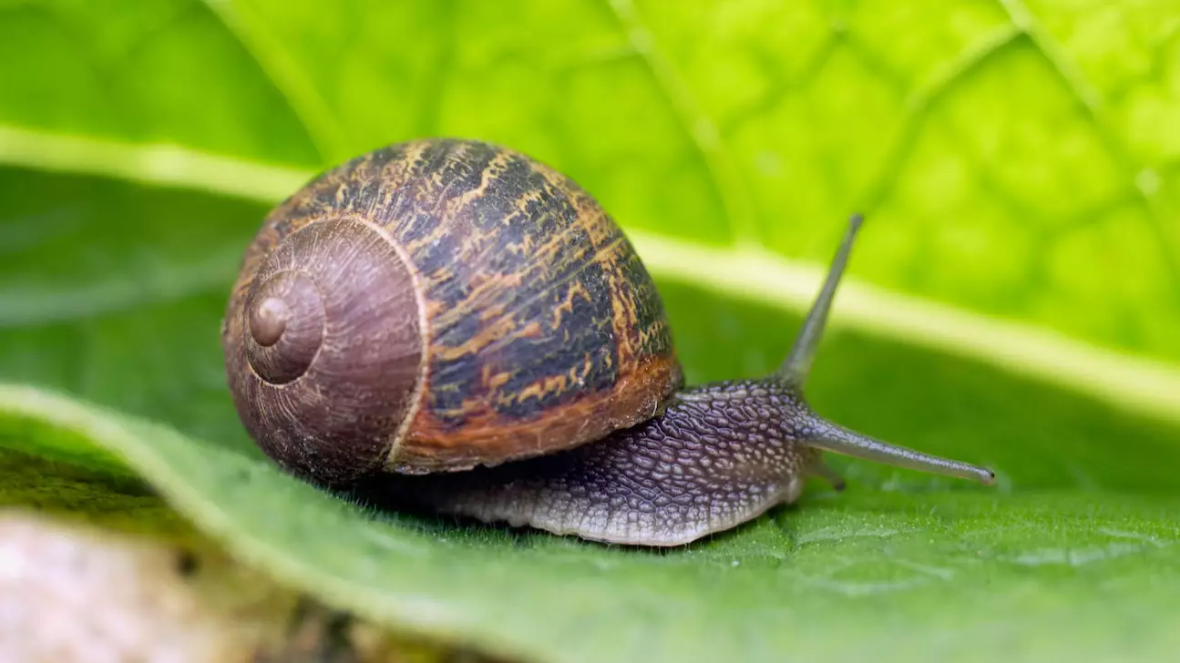 TikTok Users Have Become Obsessed With ‘Immortal Snail’ Question