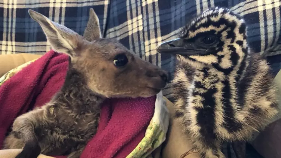 Orphaned Joey And Baby Emu Recreate The Aussie Coat Of Arms