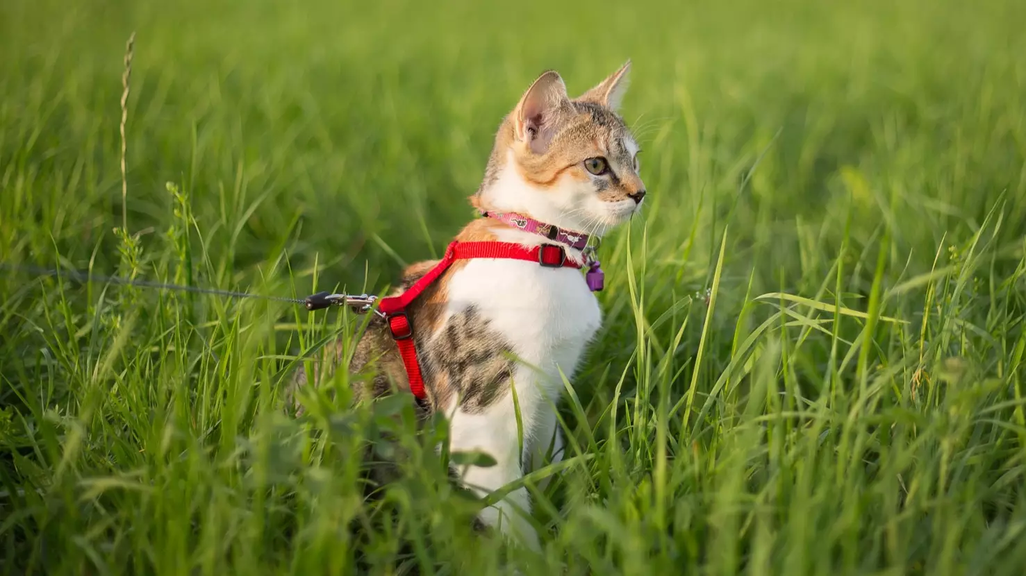 Australian Council Wants To Force Owners To Put Their Cat On A Leash When They're Outside