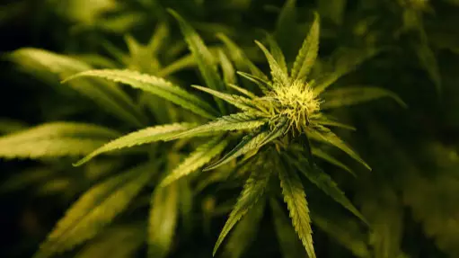 Medical Cannabis Set To Be Made Available On NHS Prescription